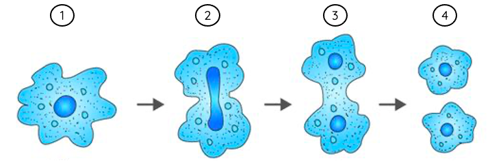 Sinh sản phân đôi ở trùng amip